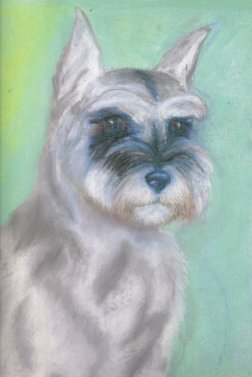 little schnauzer in pastel