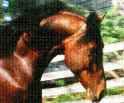 OTHER SITES IN THE
RING